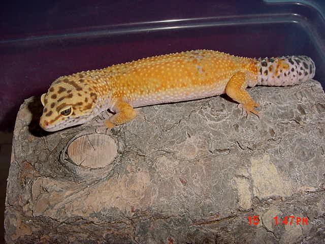 leopard gecko